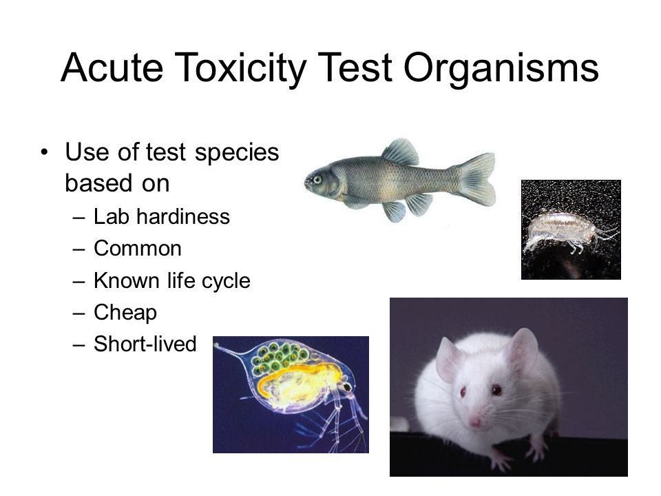 Toxicology What is toxicology? The study of the effects of poisons. - ppt  video online download