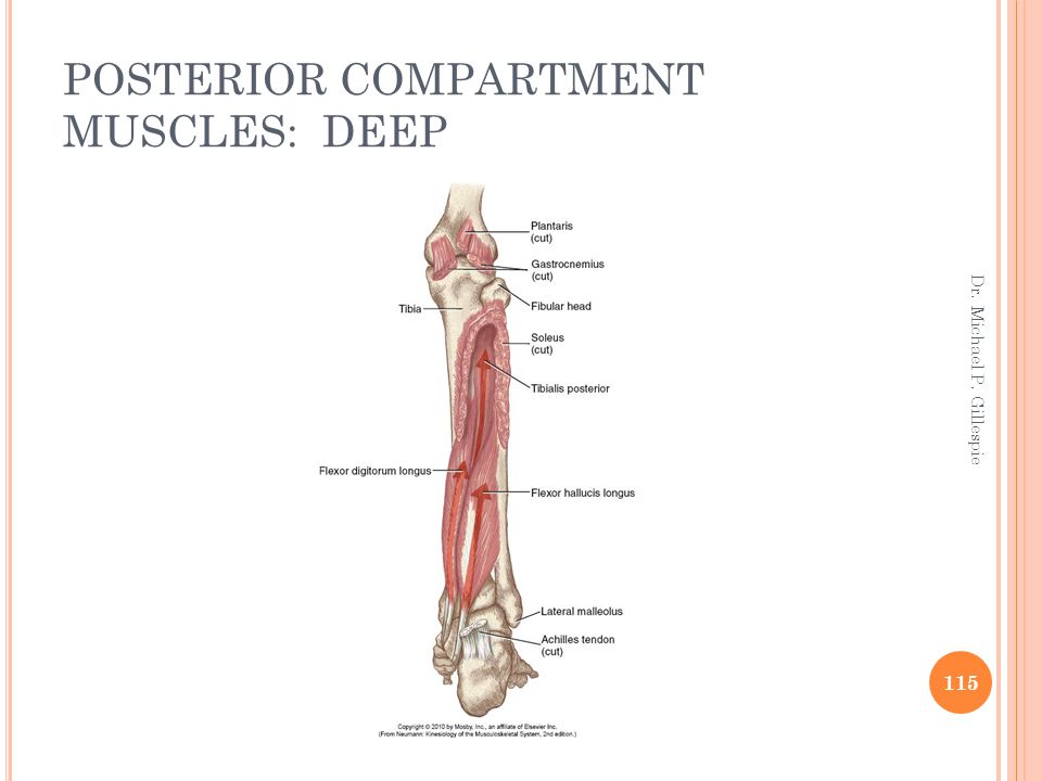 POSTERIOR COMPARTMENT MUSCLES: DEEP