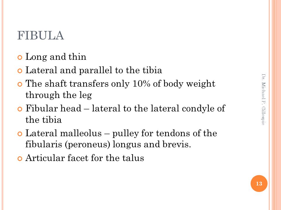 FIBULA Long and thin Lateral and parallel to the tibia