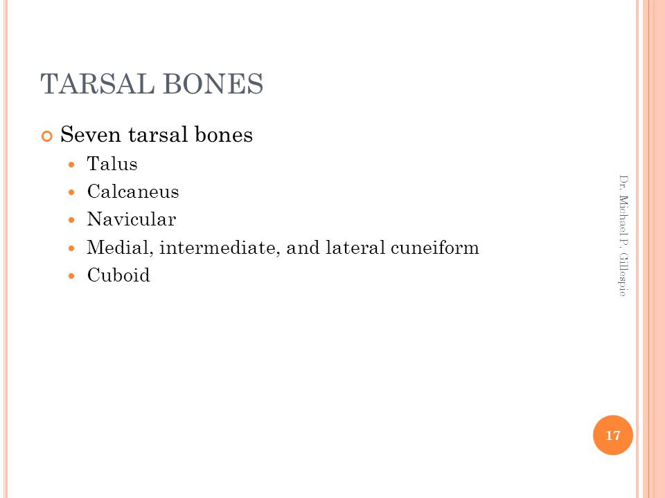TARSAL BONES Seven tarsal bones Talus Calcaneus Navicular