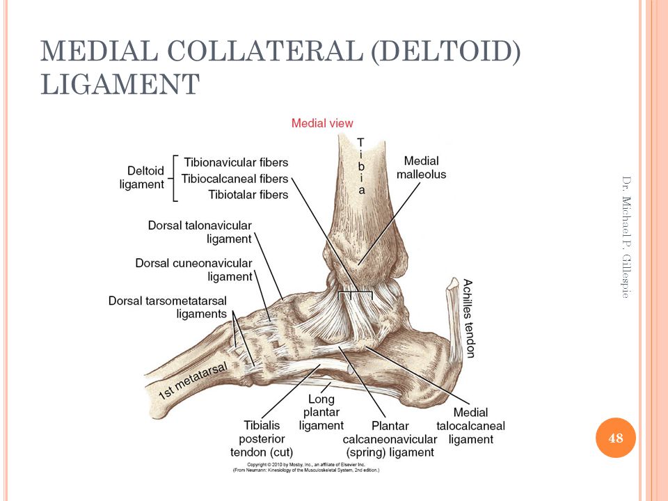 MEDIAL COLLATERAL (DELTOID) LIGAMENT