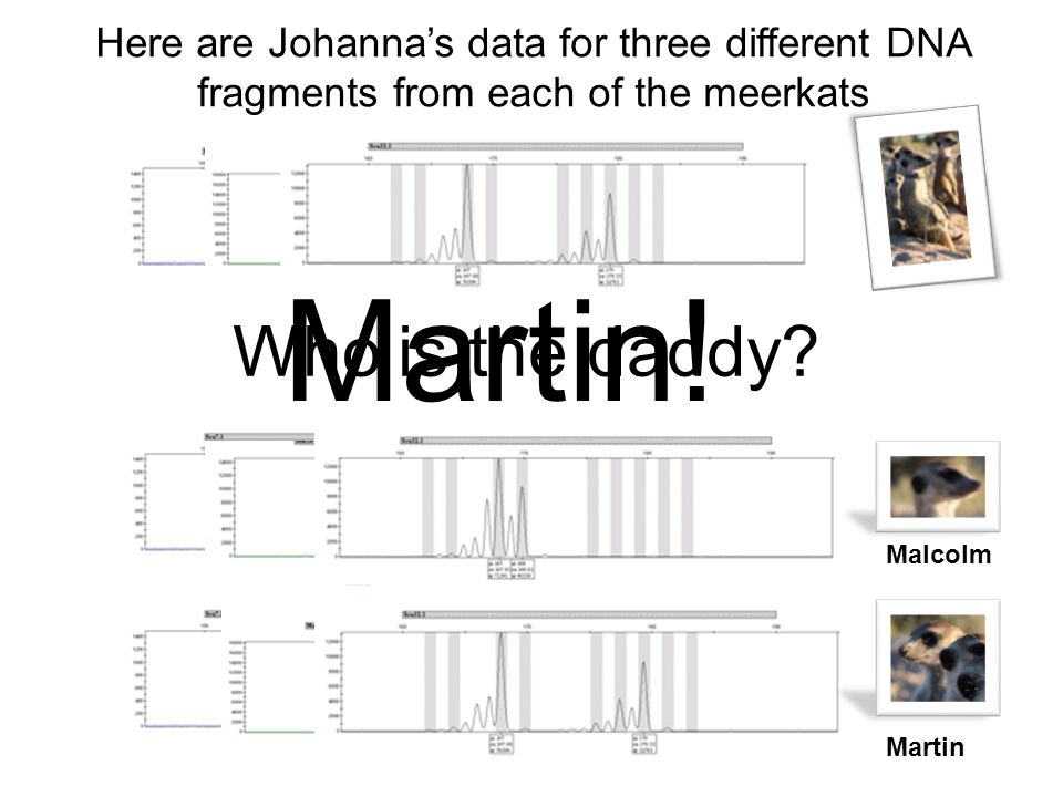 Here are Johanna’s data for three different DNA fragments from each of the meerkats