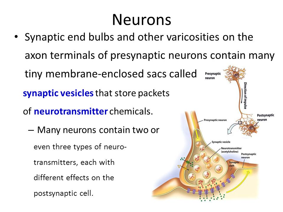 Neurons Synaptic end bulbs and other varicosities on the axon terminals of presynaptic neurons contain many tiny membrane-enclosed sacs called.