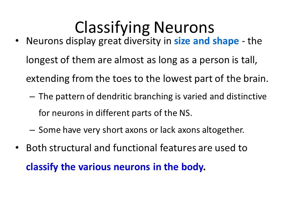 Classifying Neurons