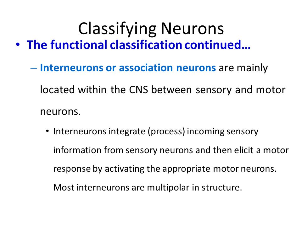Classifying Neurons The functional classification continued…