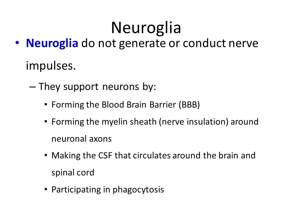 Neuroglia Neuroglia do not generate or conduct nerve impulses.