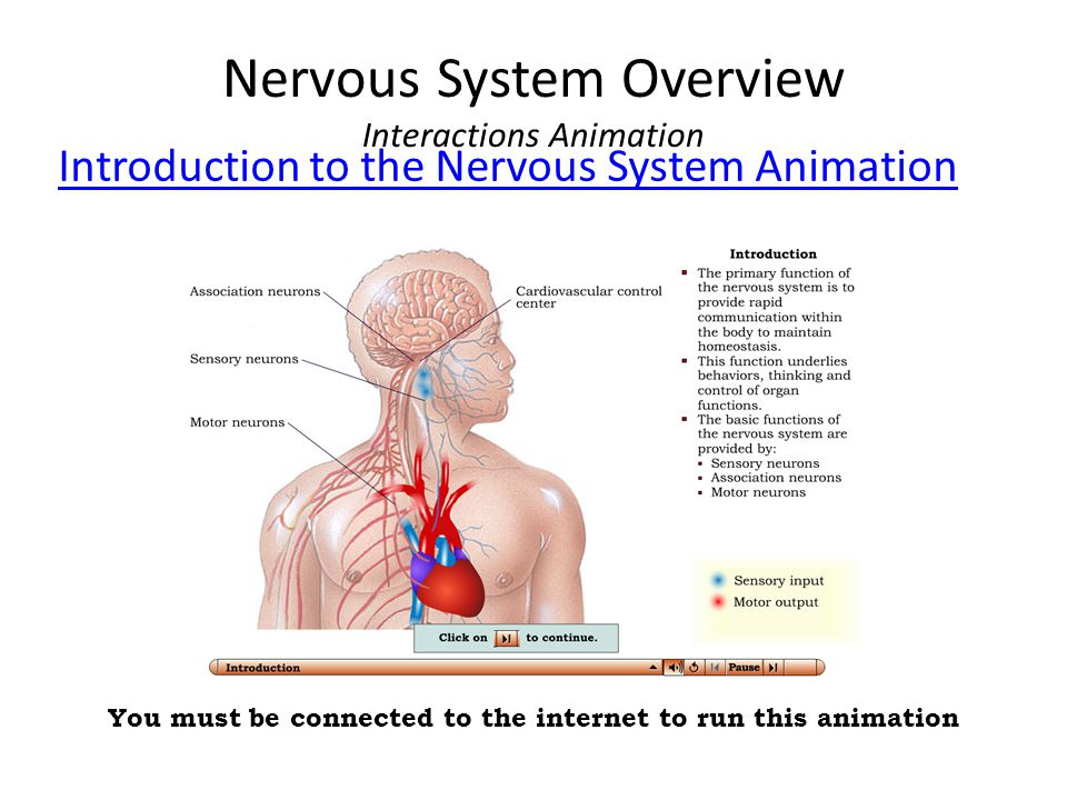 Nervous System Overview Interactions Animation
