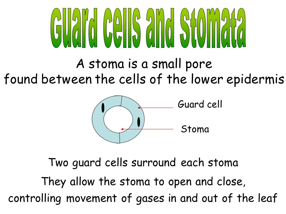 Guard cells and Stomata