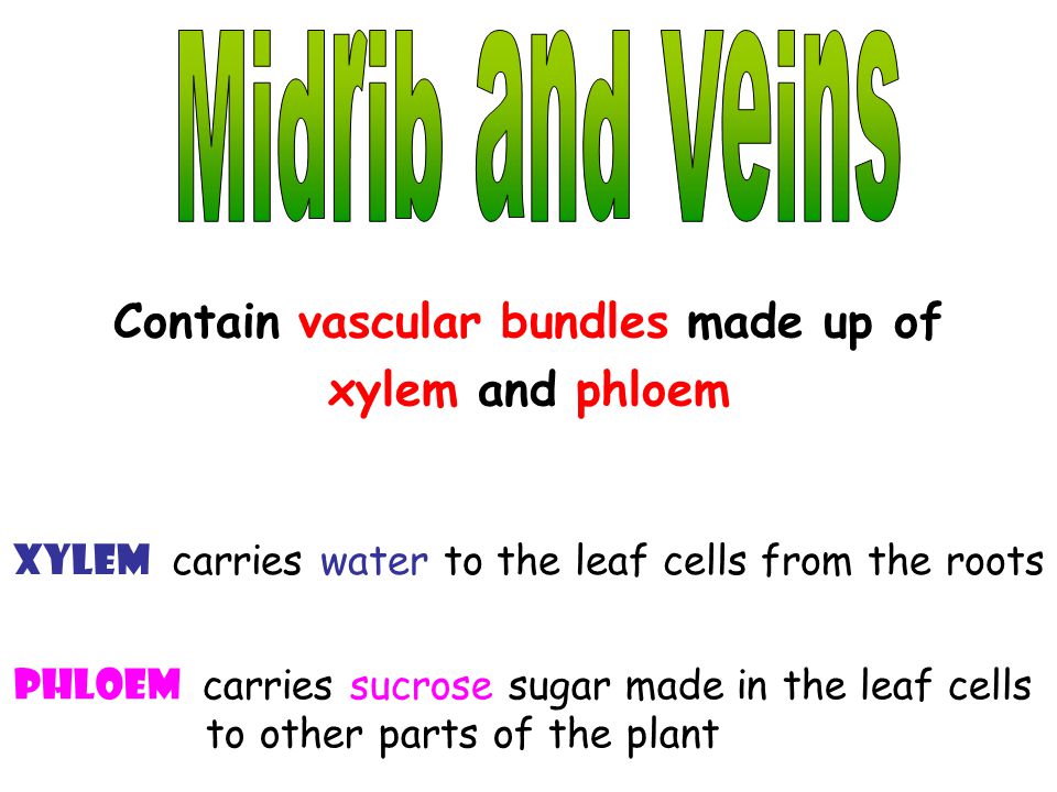 Contain vascular bundles made up of