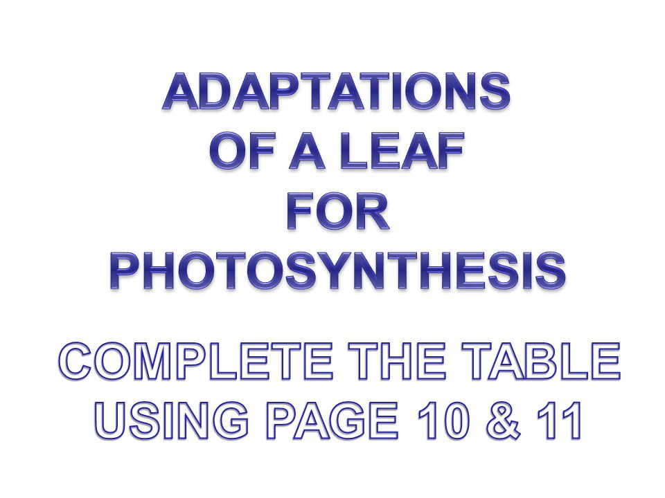 ADAPTATIONS OF A LEAF FOR PHOTOSYNTHESIS COMPLETE THE TABLE USING PAGE 10 & 11