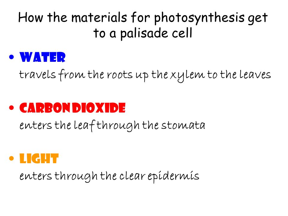 How the materials for photosynthesis get to a palisade cell