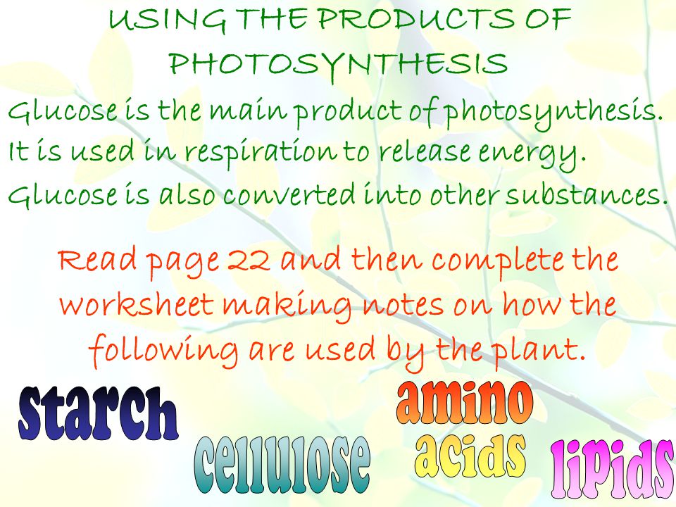 USING THE PRODUCTS OF PHOTOSYNTHESIS