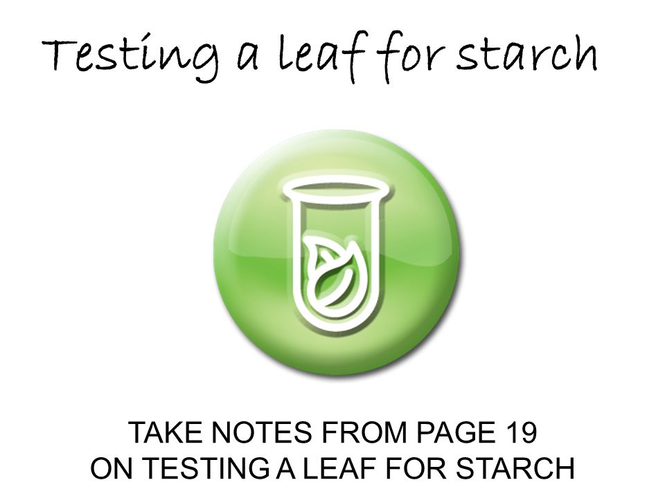 ON TESTING A LEAF FOR STARCH