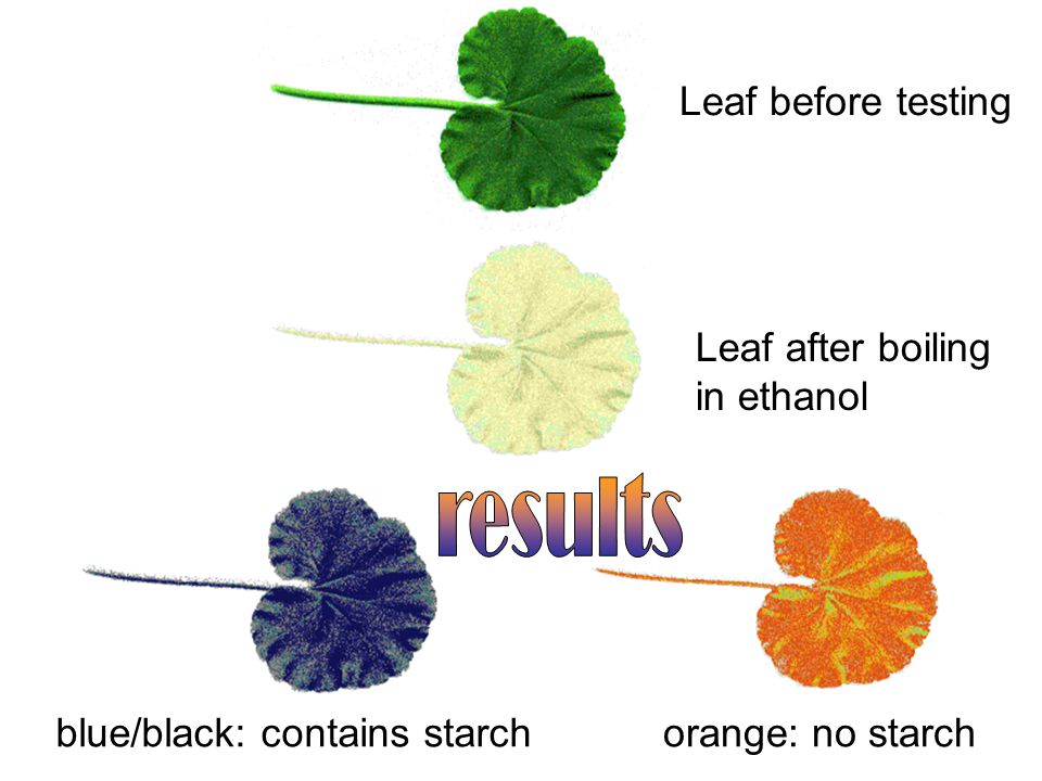 results Leaf before testing Leaf after boiling in ethanol
