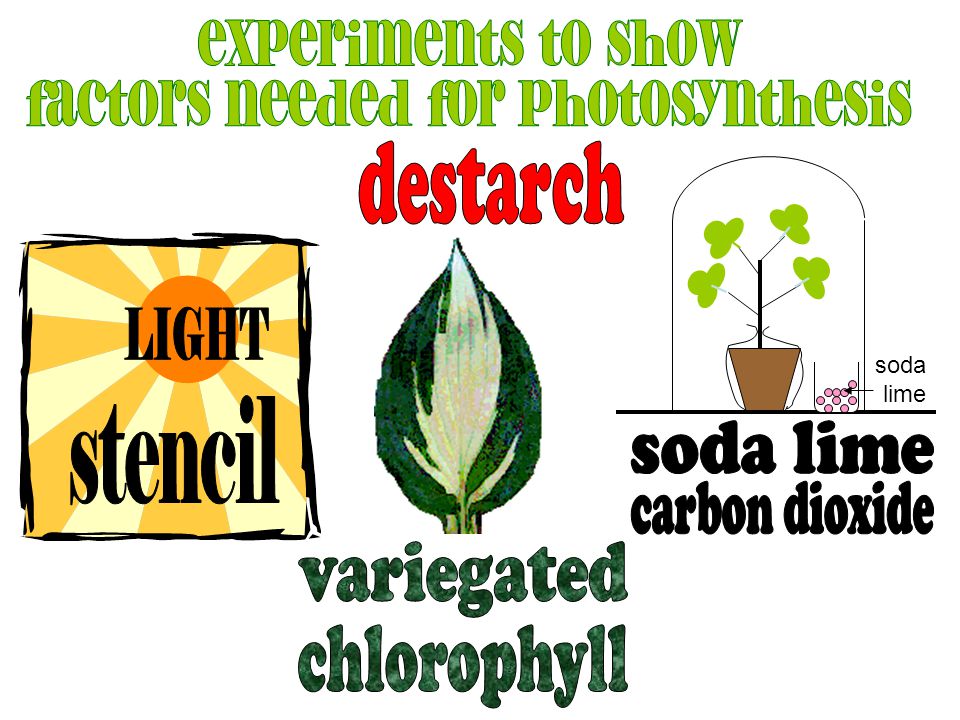 factors needed for photosynthesis