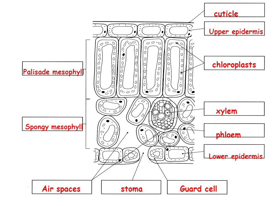 cuticle chloroplasts xylem phloem Air spaces stoma Guard cell