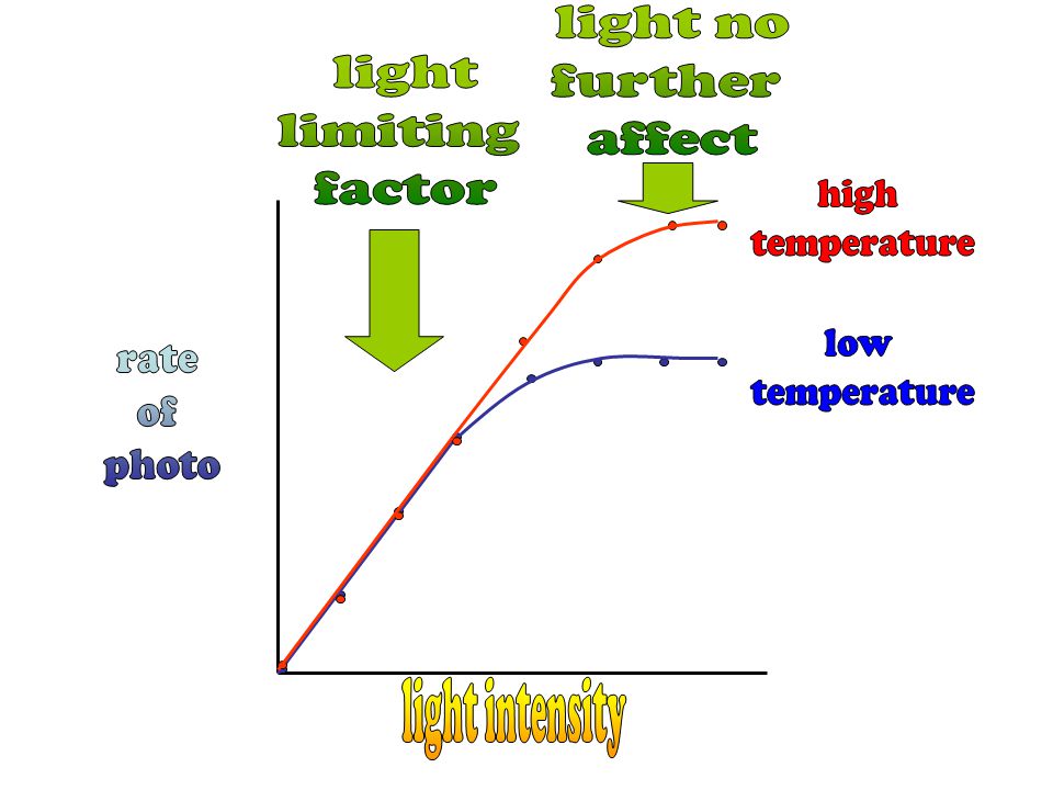 light no further. affect. light. limiting. factor. high. temperature. low. temperature. rate.