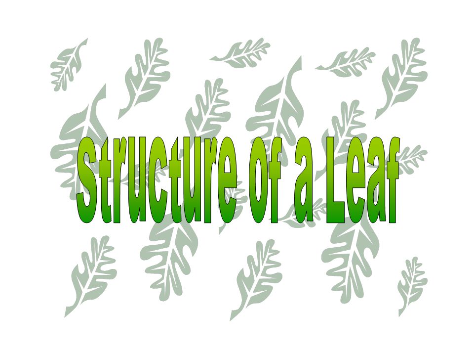 Structure of a Leaf