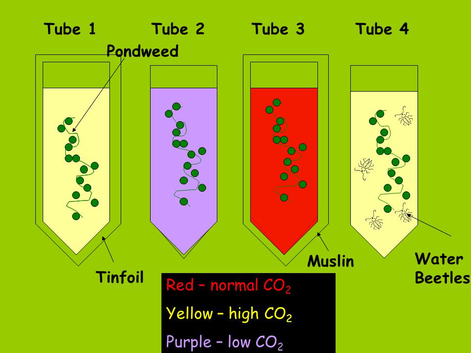Tube 1 Tube 2. Tube 3. Tube 4. Pondweed. Muslin. Water Beetles. Tinfoil. Red – normal CO2. Yellow – high CO2.
