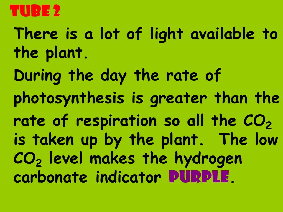 Tube 2 There is a lot of light available to the plant. During the day the rate of. photosynthesis is greater than the.