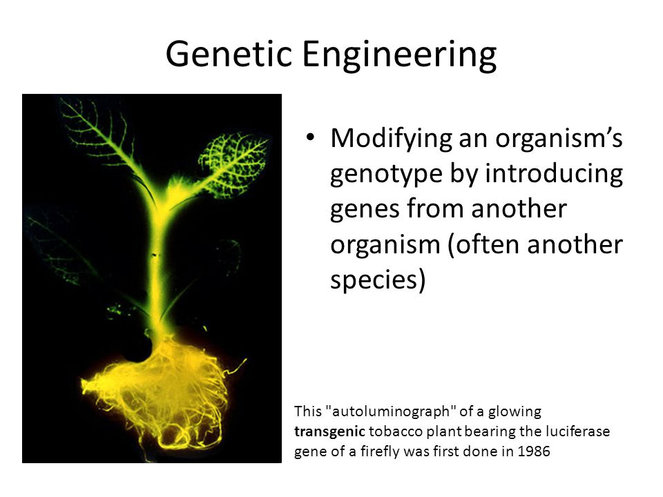 Genetic Engineering Modifying an organism’s genotype by introducing genes from another organism (often another species)