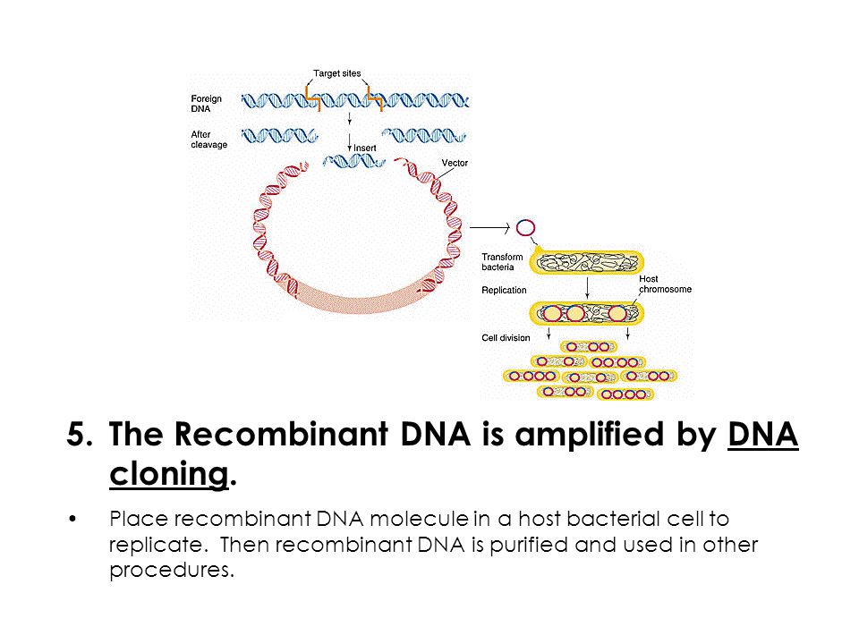 The Recombinant DNA is amplified by DNA cloning.