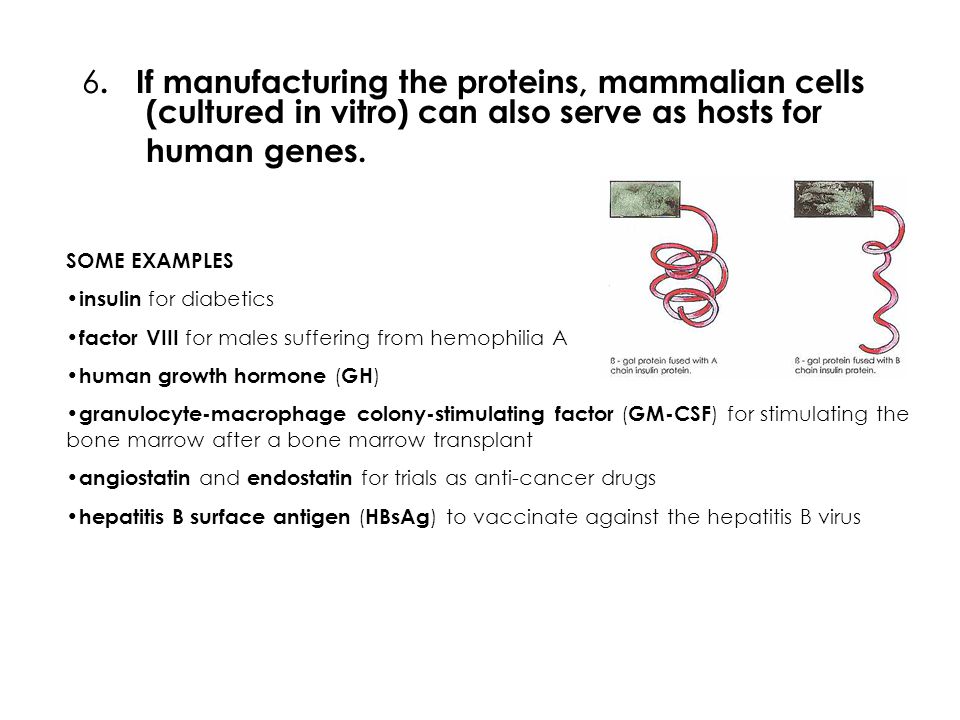 6. If manufacturing the proteins, mammalian cells (cultured in vitro) can also serve as hosts for human genes.