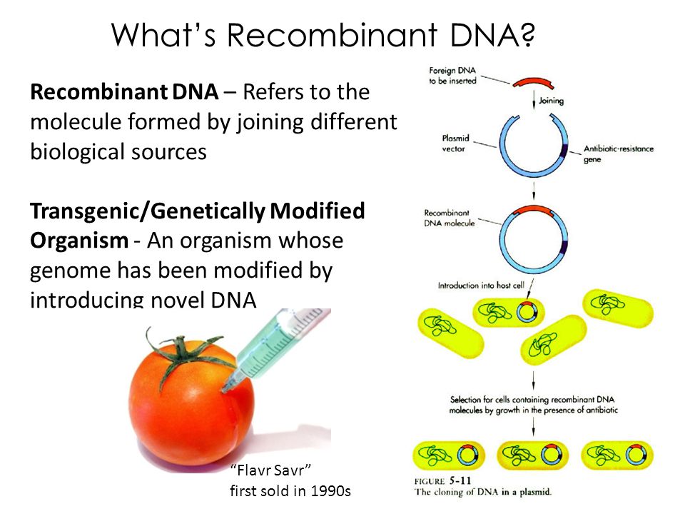 What’s Recombinant DNA