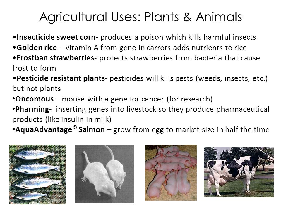 Agricultural Uses: Plants & Animals