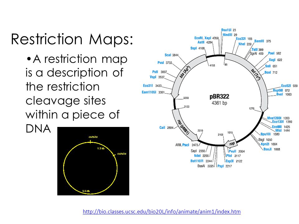 Restriction Maps: A restriction map is a description of the restriction cleavage sites within a piece of DNA.