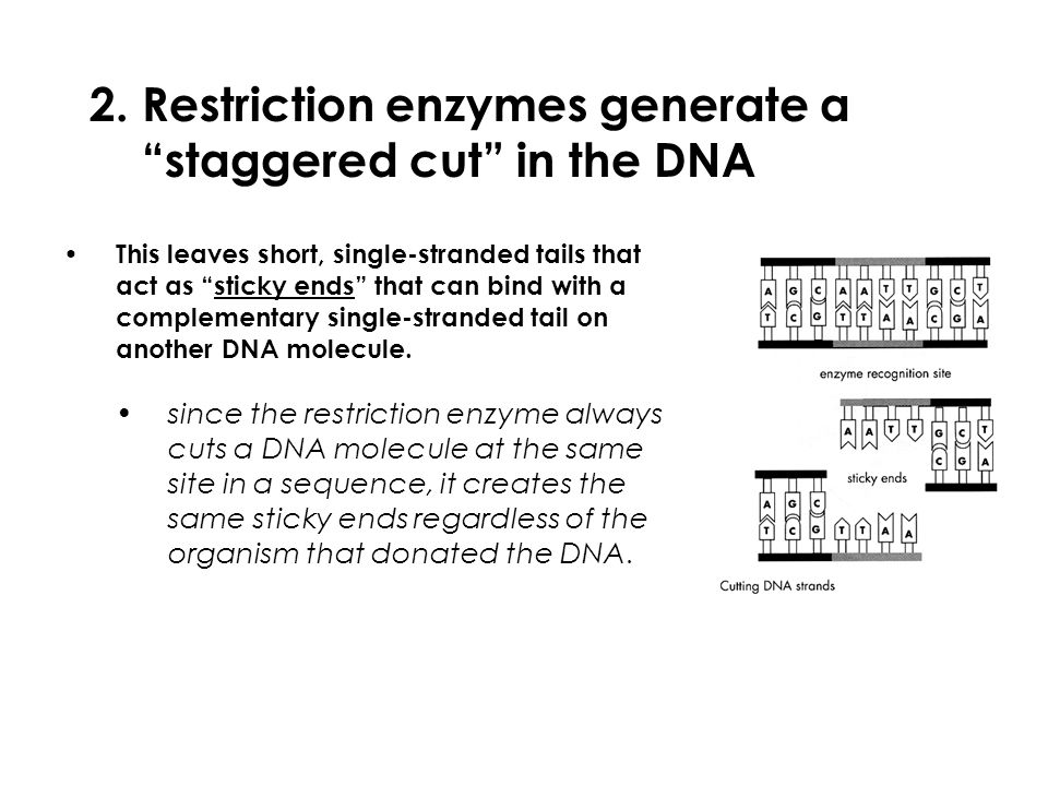 Restriction enzymes generate a staggered cut in the DNA