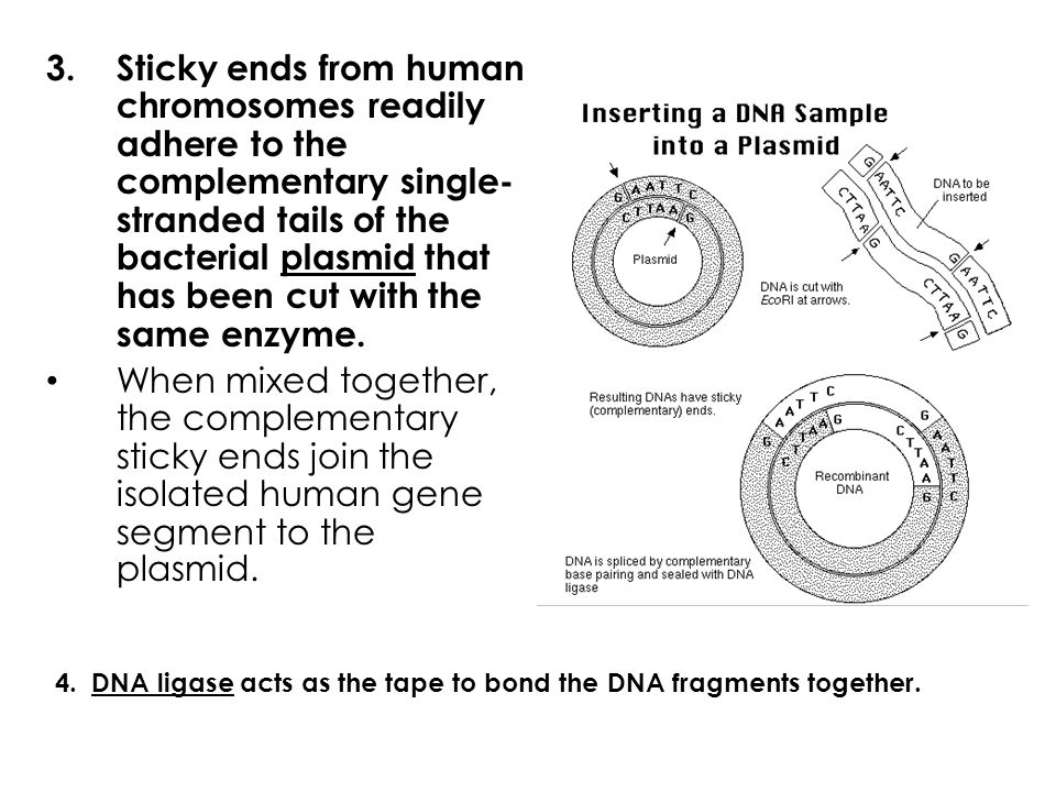 Sticky ends from human chromosomes readily adhere to the complementary single-stranded tails of the bacterial plasmid that has been cut with the same enzyme.