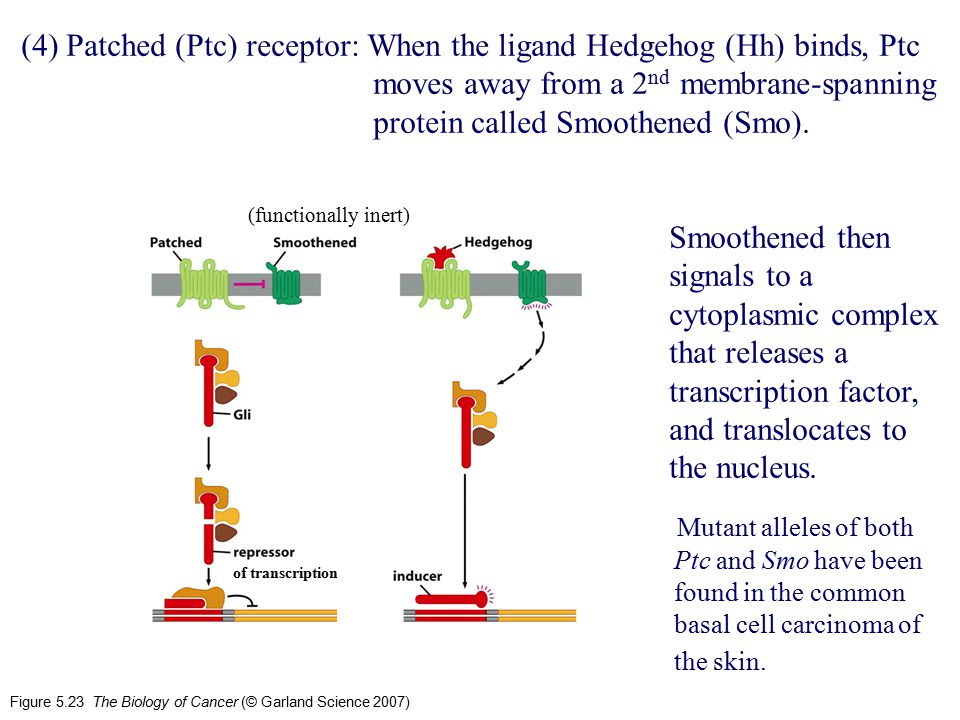(4) Patched (Ptc) receptor: When the ligand Hedgehog (Hh) binds, Ptc