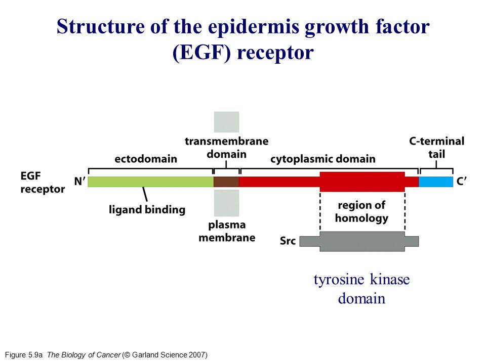 Structure of the epidermis growth factor (EGF) receptor