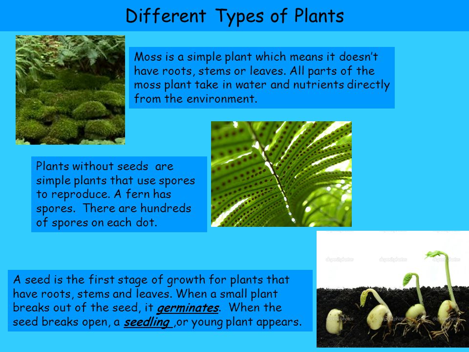 Plants kinds. Types of Plants. Plants reproduce by seeding the Seed of the Plant ответы. Plants reproduce by seeding the Seed of the Plant ответы ЕГЭ. Phylum of Plants.