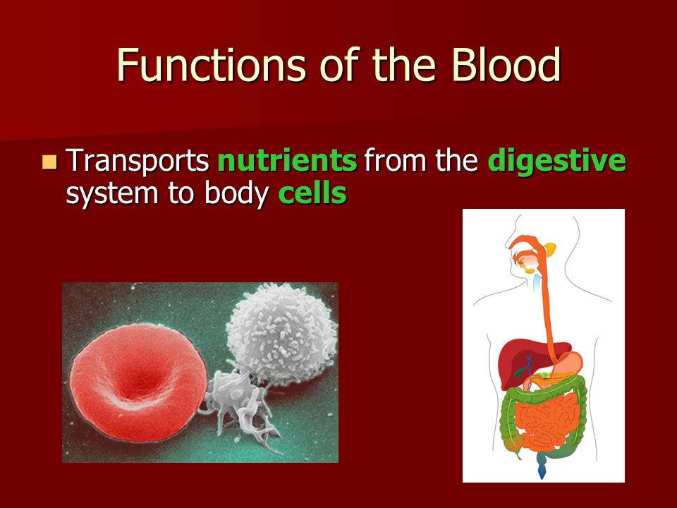 Functions of the Blood Transports nutrients from the digestive system to body cells.