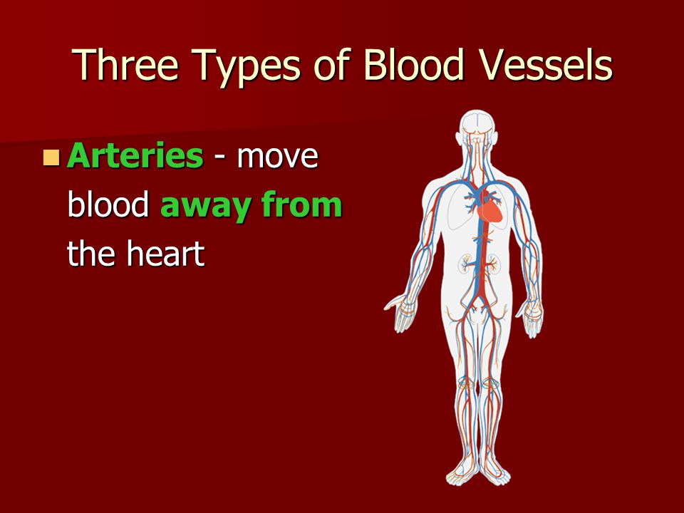 Three Types of Blood Vessels