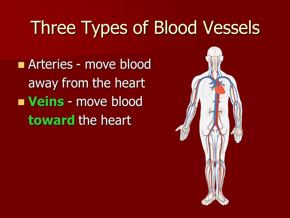 Three Types of Blood Vessels