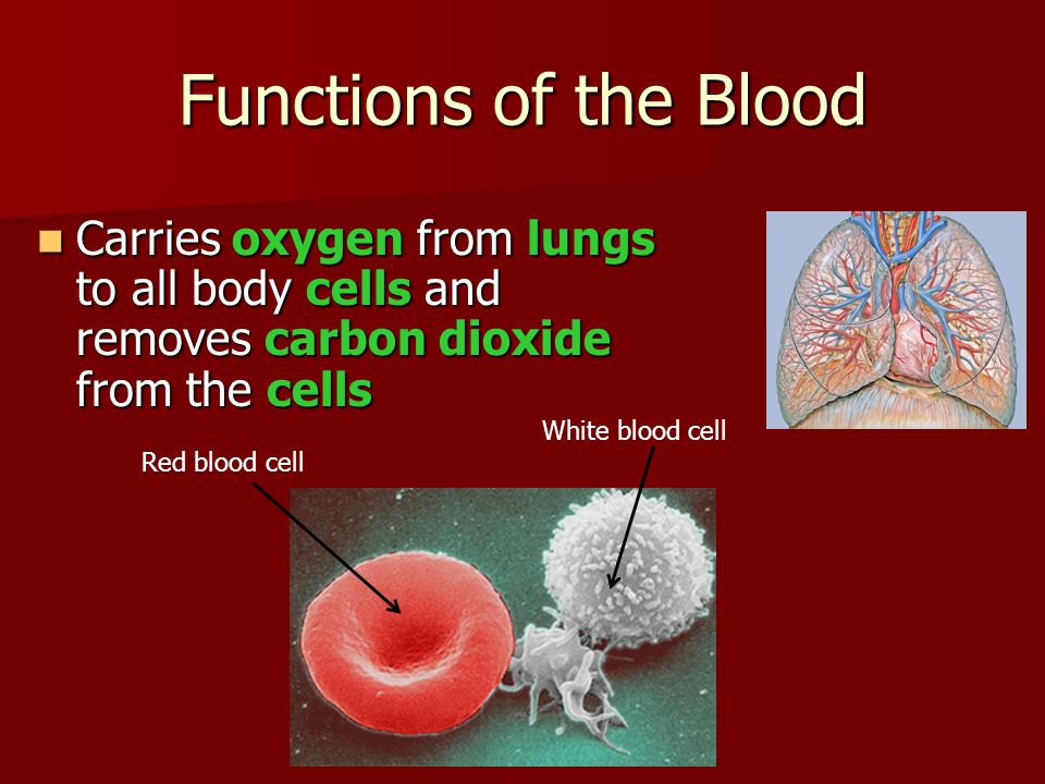 Functions of the Blood Carries oxygen from lungs to all body cells and removes carbon dioxide from the cells.