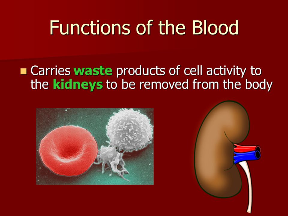 Functions of the Blood Carries waste products of cell activity to the kidneys to be removed from the body.