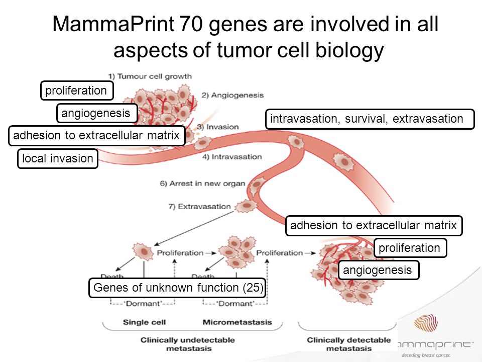 MammaPrint 70 genes are involved in all aspects of tumor cell biology