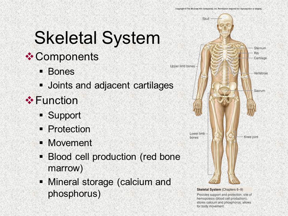 Костная система выполняет в организме функцию. Functions of the skeletal System. Skeleton functions. Костная система человека. Skeletal System презентация.