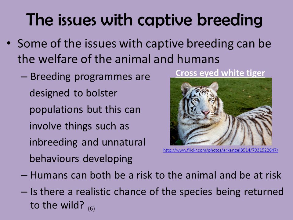 Captive Breeding and Containment of Wild Animals - ppt video online download