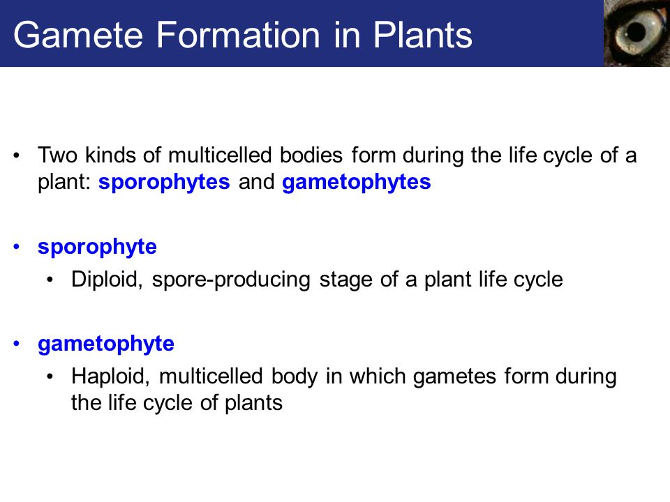 Chapter 12 Meiosis and Sexual Reproduction Biology Diagrams