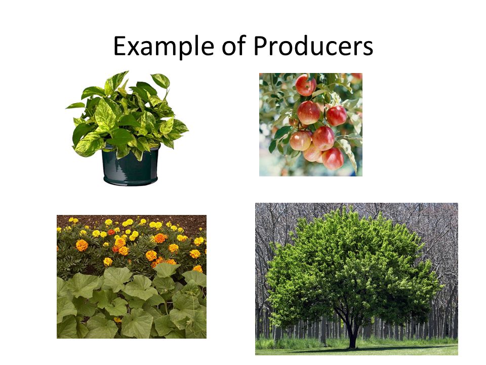 Examples Of Producers examples-of-producers
