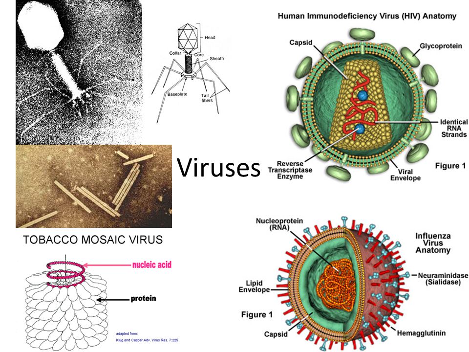Вирусы биология задания. HIV-4 вирус. Плакат на тему вирусы. Карта по теме вирусы 5 класс нарисовать. A variety of viruses.