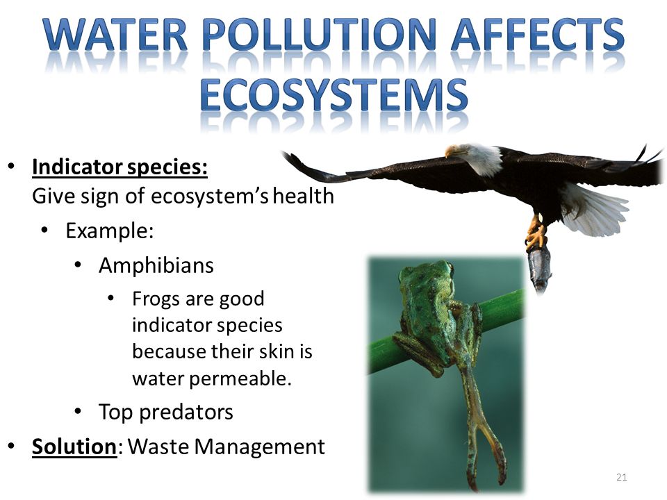 Water pollution affects ecosystems