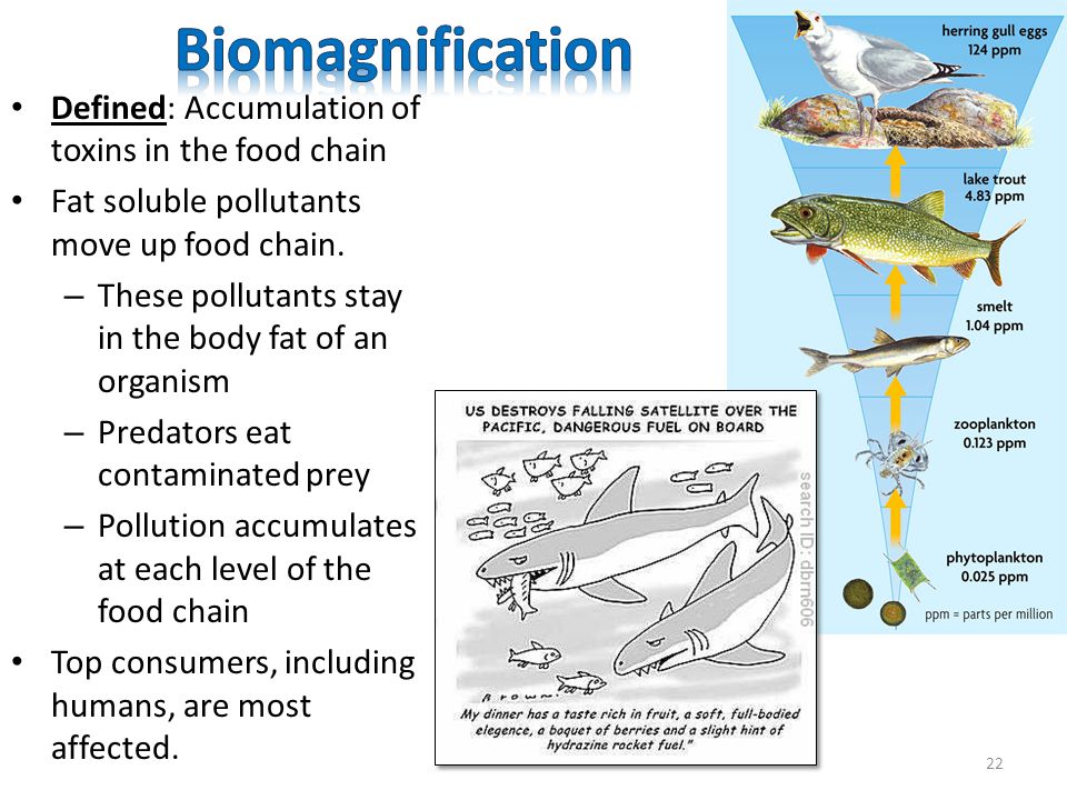 Biomagnification Defined: Accumulation of toxins in the food chain