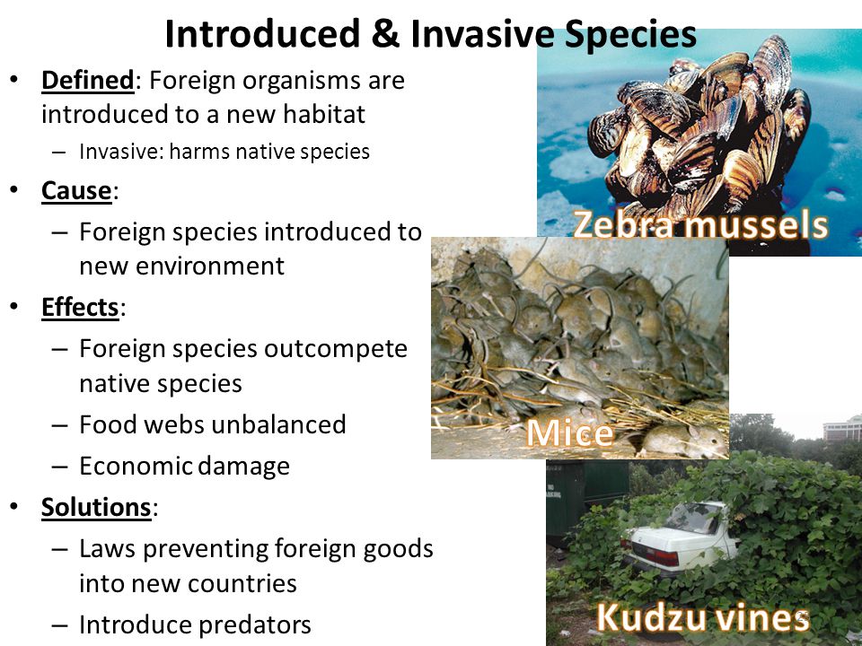 Introduced & Invasive Species