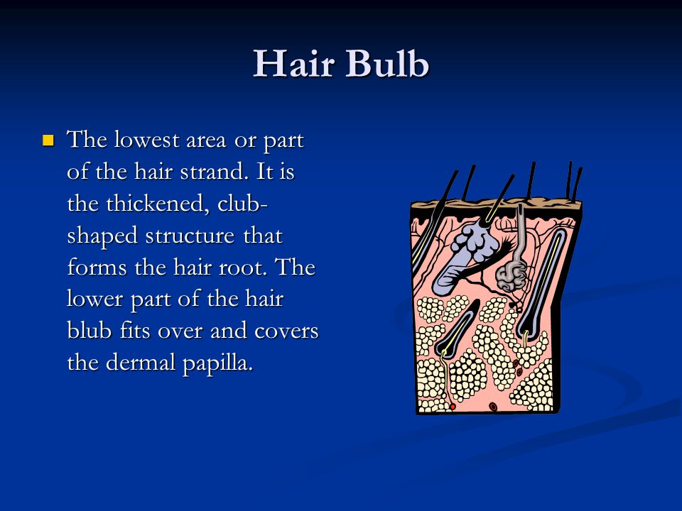 Trichos= Hair Ology=the study of Trichology is the study of Hair - ppt  video online download